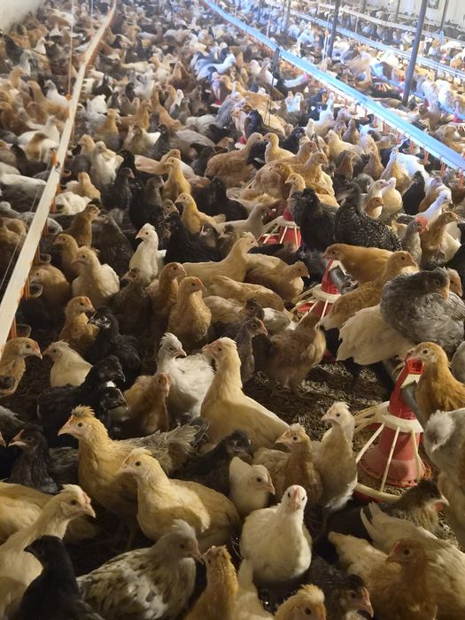 De vânzare puicuțe ouătoare moțate – 10 săptămâni