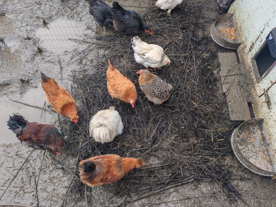 Cocoși din Septembrie 2025