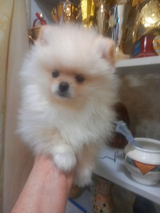 Щенки цверг шпица, мальчик и девочка