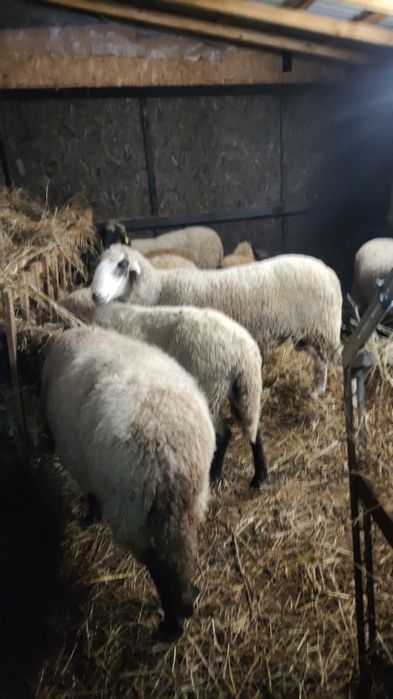 In căutare nou stapan