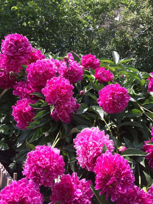 Продам дачу. Общество Энергетик