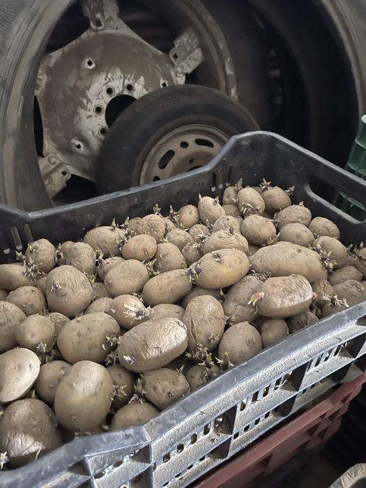 Cartofi de samanta riviera