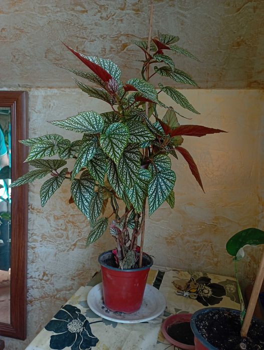 Комнатные растения