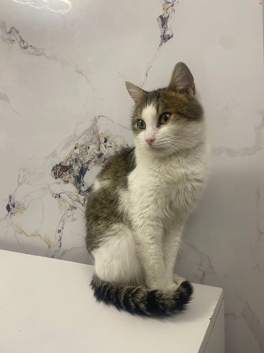 Кот в добрые руки