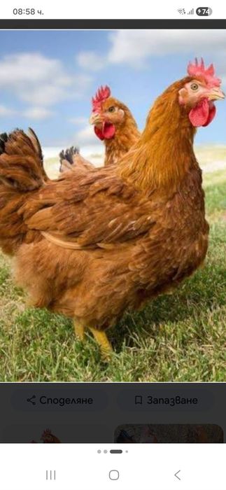 Пилета за кокошки