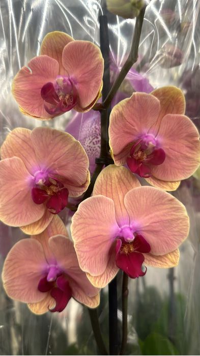 Орхидей оптом доставка по области