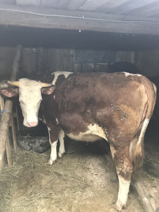 Vand vacă negociabil