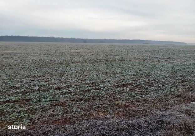 Teren extravilan Snagov, ID: R2884549