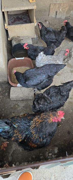 Xonaki tovuqlar sotiladi.