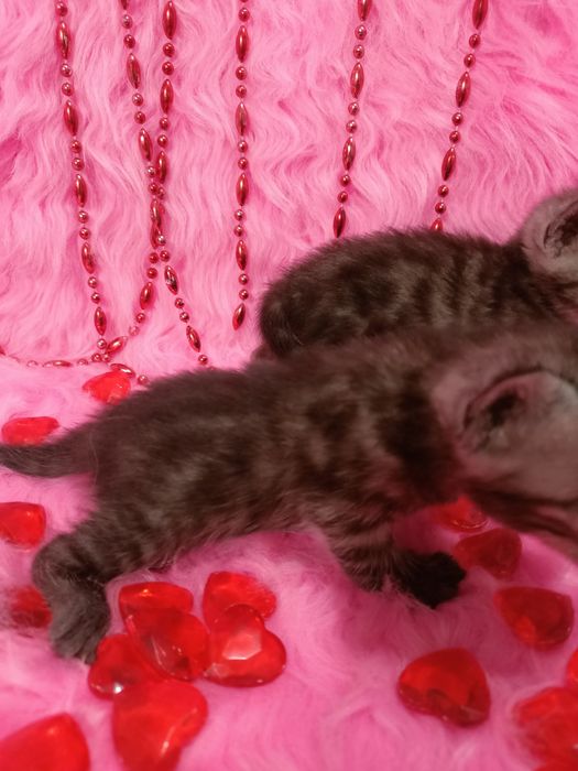 Продам котят шотландка+бенгал