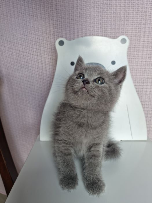 Pui  British Shorthair Blue