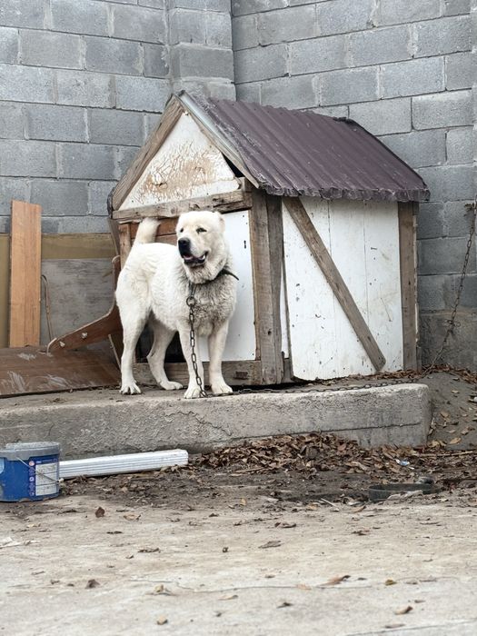 Продам сука течка идет срочно