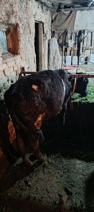Продам продам тёлок