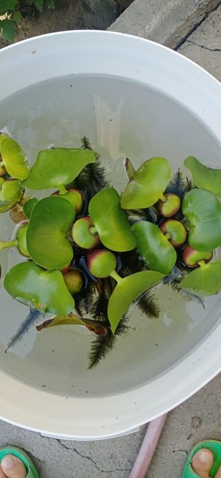 Продаю гиацинт водный