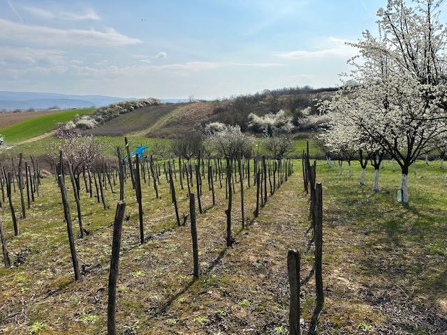 Vând Livada pruni + vie Paulesti