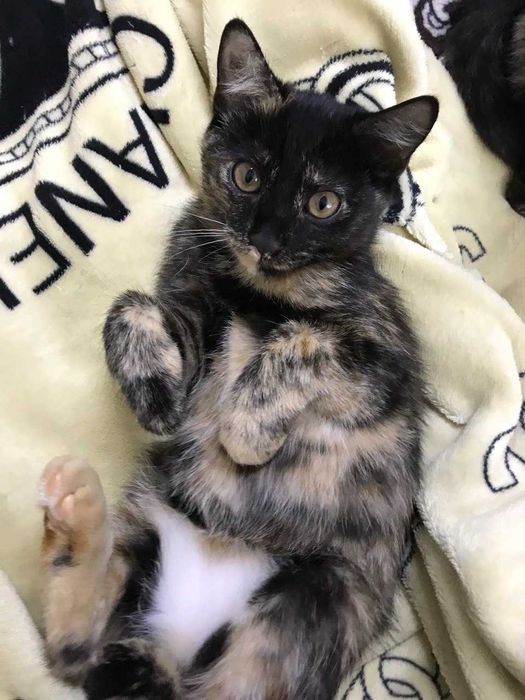 Отдам котят в хорошие руки