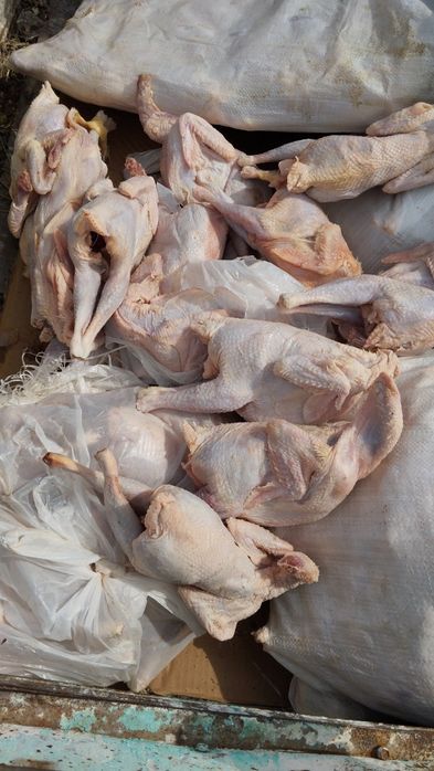 Куриные мясо несушки