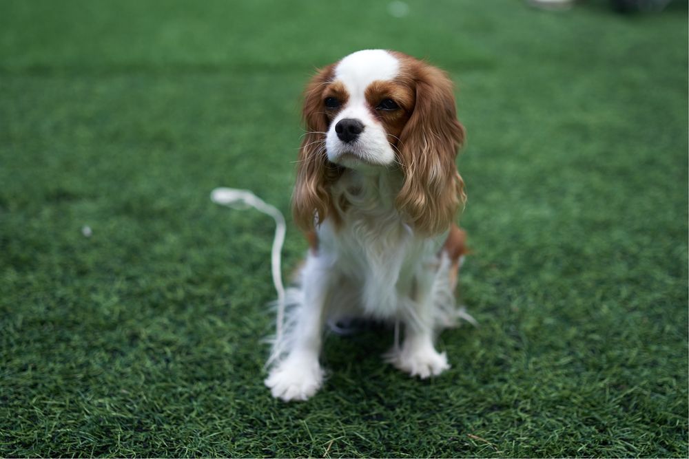 Продаются Щенки Кавалер Кинг Чарльз Спаниель