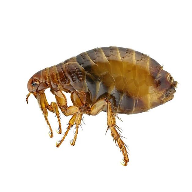 Dezinfeksiya xizmati 24/7