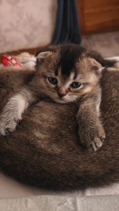 Мушук яши каридганлар ун