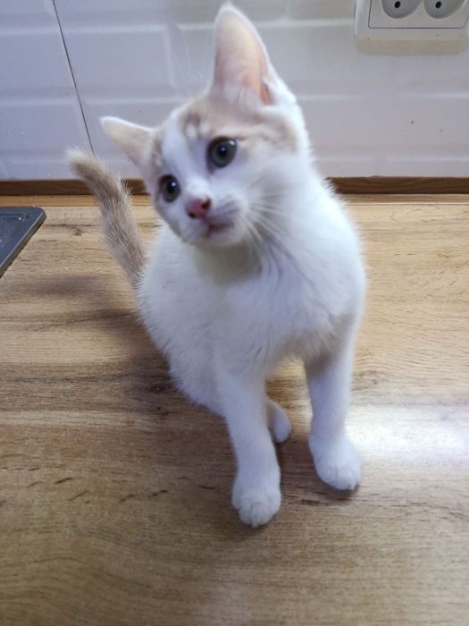 Котята 2 месяца. Домашние. Мальчики