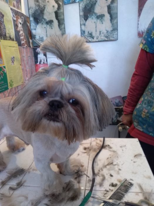 Tuns zi de zi! Catei, pisici și iepurasi