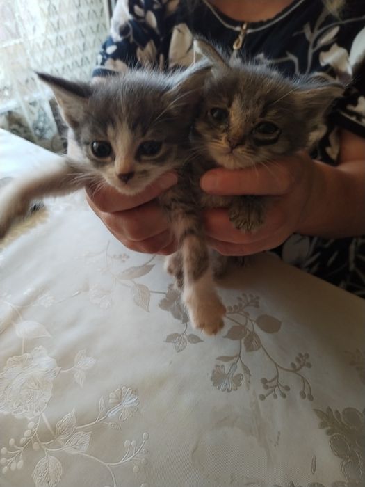 Отдам котят в хорошие руки