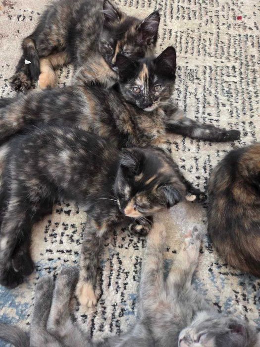 Котята! Все девочки, домашние, красивые, воспитанные