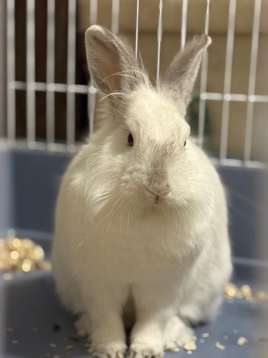 Vând iepuras de casa, vârsta 1 an.