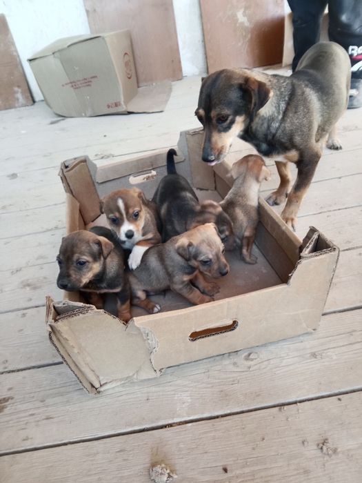 Кәндік күшіктер сатылады