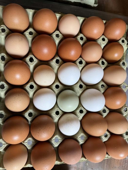 Домашни кокоши яйца