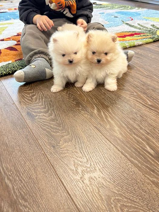 Померан бял/крем