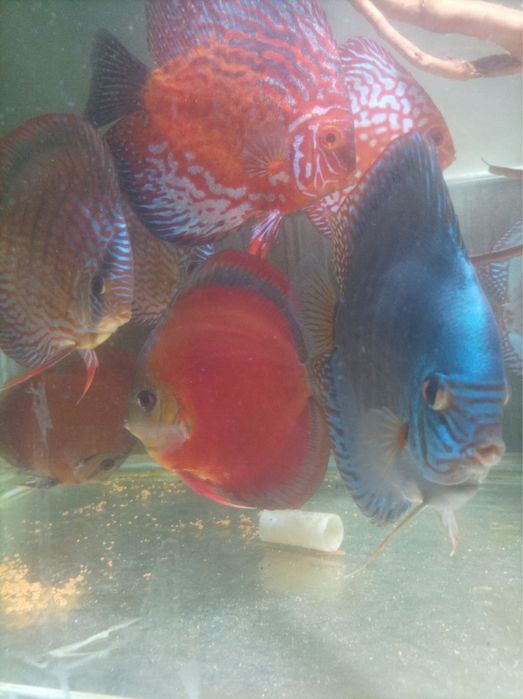 Дискуси Пиджън, червен тюркоаз и ред ковър