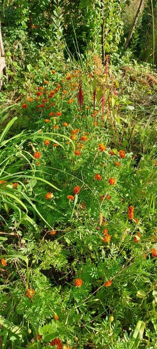 Продам дачу, район Телецентра СО "Кристалл"