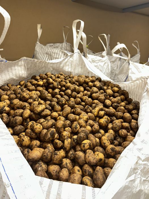 Картофи сорая за семе и консумация