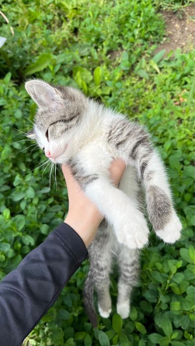 Отдам котят в добрые руки