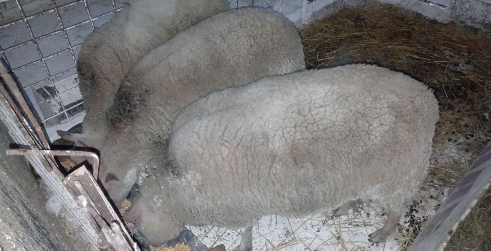 Vând o mânză de 2 ani.  Vând 3 oi rasa Rouge de I'Ouest