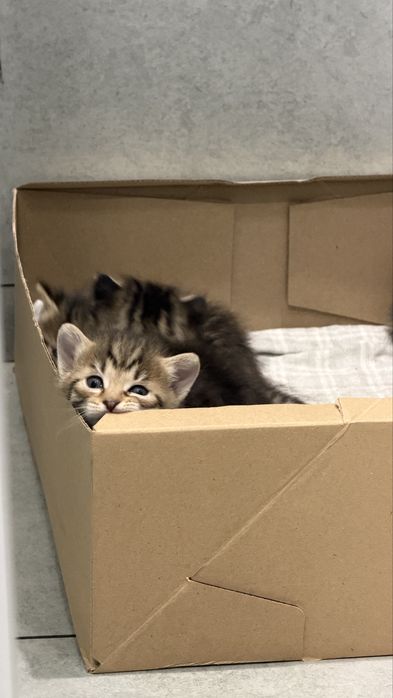 Котята! Срочно раздаем