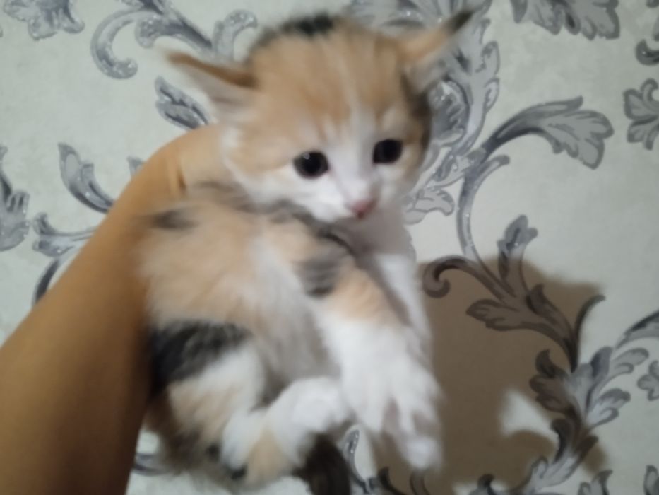 Отдам котят даром