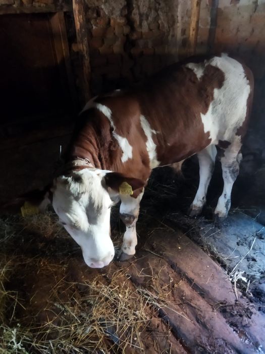 de vanzare vitel 3 luni
