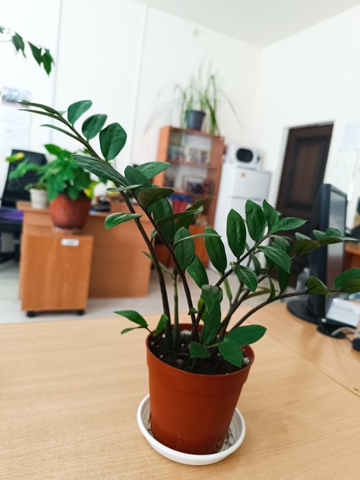 Комнатные цветы доллар