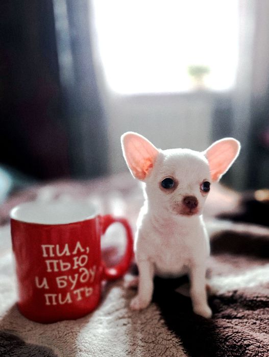 Мини. девочка чишка