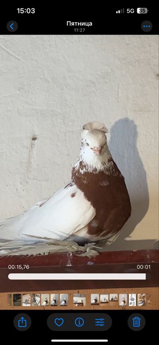 Пара капканов продажа