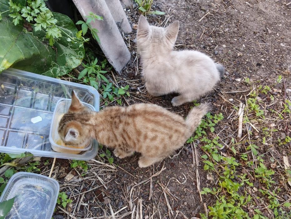 Котята в добрые руки
