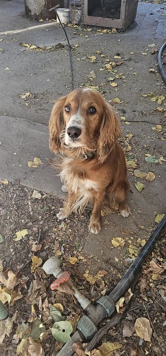 Собака мальчик 2 года