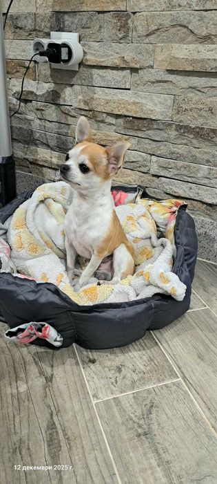 Чихуахуа мъжко на 3 години