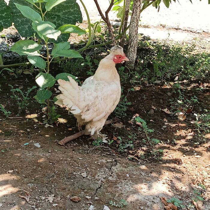 Yapon toʻvogʻi sotiladi