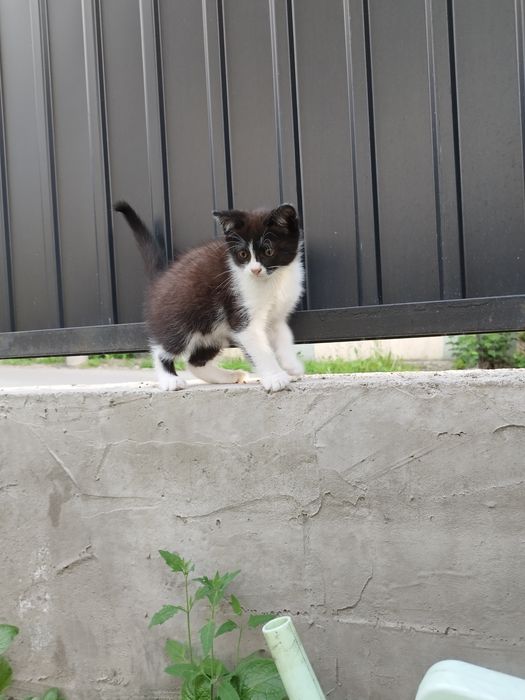 Отдам котенка очень доброму человеку