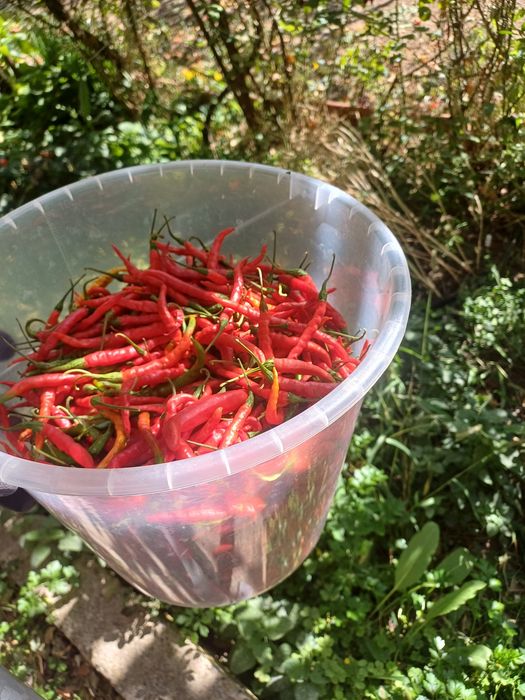Продавам люти чушки Кайен,пресни и сушени
