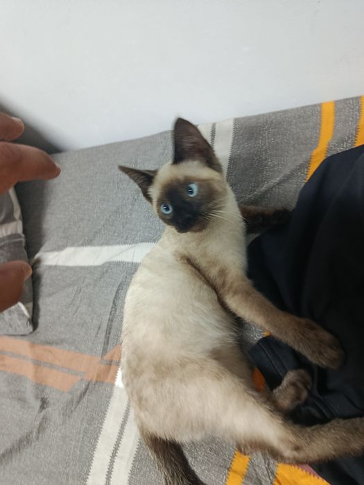 Продается Сиамские котенок. ,Siam mushukcha sotiladi
